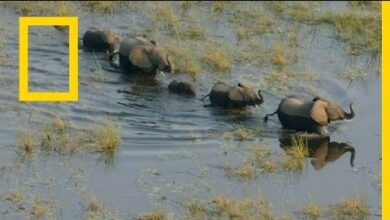 أوكافانغو نهر الأحلام: الفردوس | ناشونال جيوغرافيك أبوظبي - بدون موسيقى | Okavango Dream River: Paradise | National Geographic Abu Dhabi - No Music