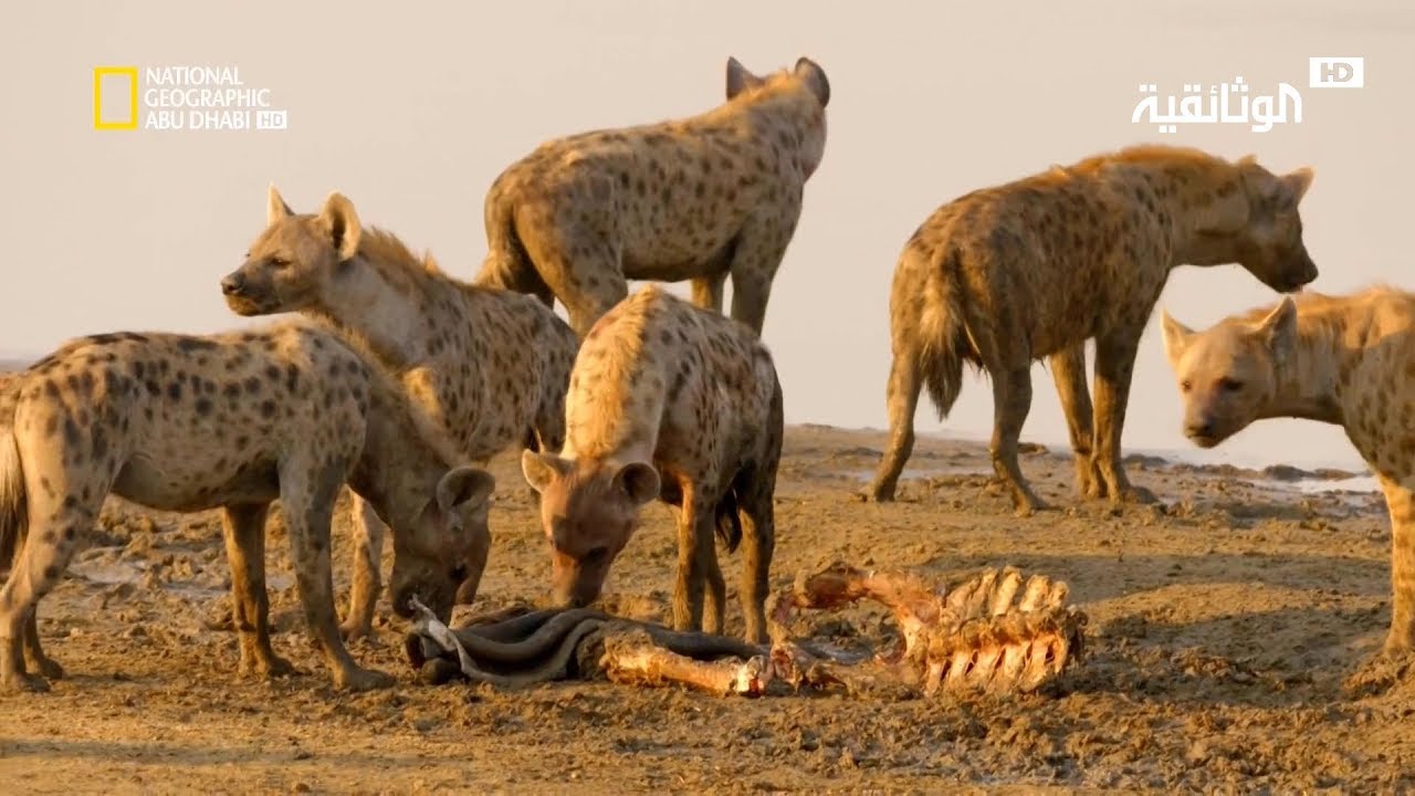 حيوانات إفريقيا المفترسة الضبع المفقود بدون موسيقى | Africa predatory animals | Hyena missing – No Music