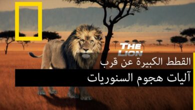 آليات هجوم السنوريات  | ناشونال جيوغرافيك أبوظبي بدون موسيقى | The mechanisms of attacking felidae National Geographic Abu Dhabi No Music