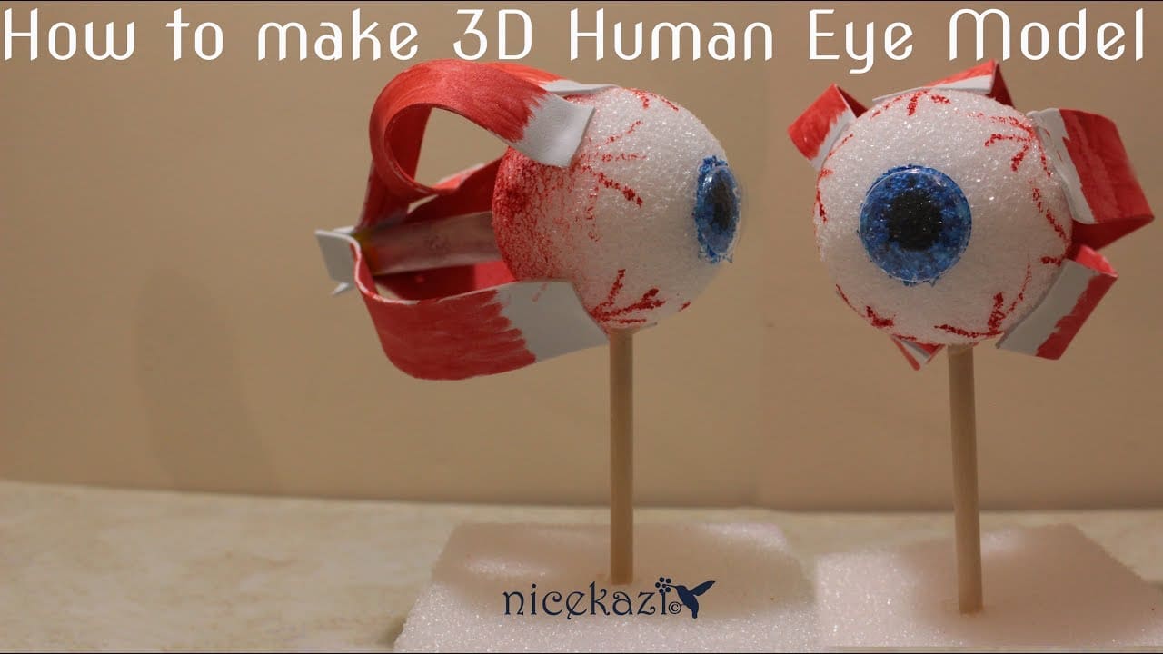 كيفية عمل نموذج ثلاثي الأبعاد للعين البشرية للمدرسة: مشروع علوم الأطفال ، مشروع العلوم والتكنولوجيا والهندسة والرياضيات ، طريقة سهلة بدون موسيقى | How to make 3D human eye model for school: kids science project, STEM project, easy way No Music (1 فيديو)