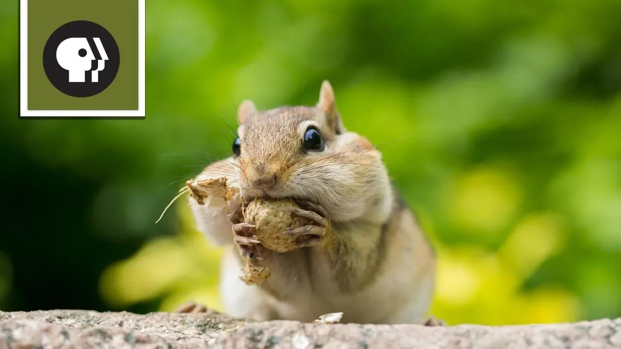 دليل نجاح السنجاب بدون موسيقى | A Squirrel's Guide to Success No Music (5 فيديو)